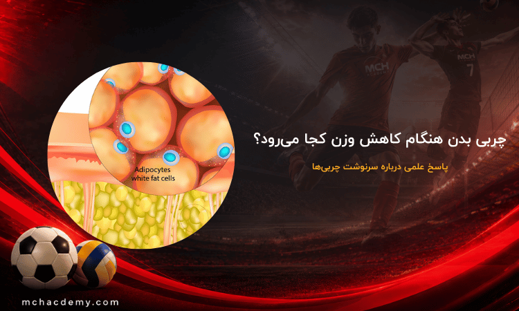 چربی بدن هنگام کاهش وزن کجا میرود